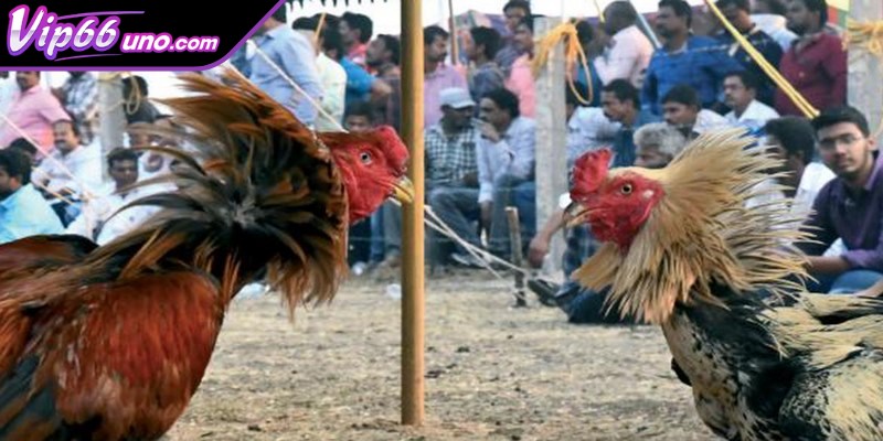 Đá gà cựa dao chính là hình thức thi đấu ăn khách hiện nay