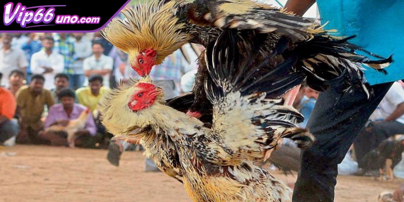 Luật chơi của đá gà cựa dao mới nhất