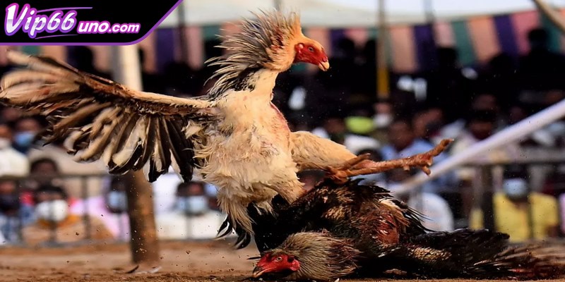 Những kinh nghiệm khi chơi game hiệu mà bạn nên biết