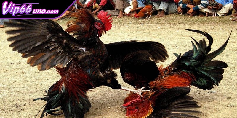 Đá gà cựa sắt chính là một hình thức chọi gà phổ biến 