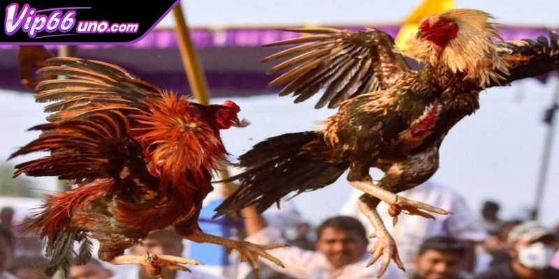 Một vài giống gà thi đấu đá gà cựa sắt 