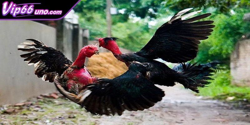 Đá gà nòi thu hút nhiều người đam mê