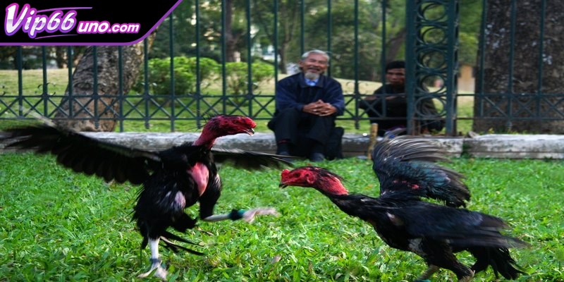 Kỹ thuật huấn luyện đá gà nòi cơ bản nhất