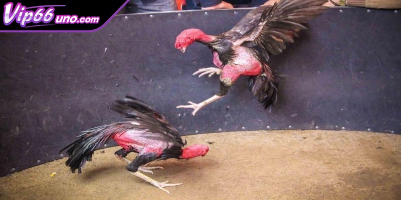 Những lưu ý khi tham gia đá gà nòi