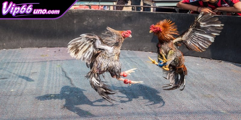 Đá gà Thomo là một hình thức cá cược trực tuyến thú vị nhất