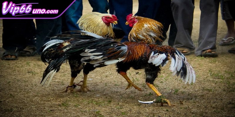 Hướng dẫn tham gia chọi gà Thomo tại nhà cái