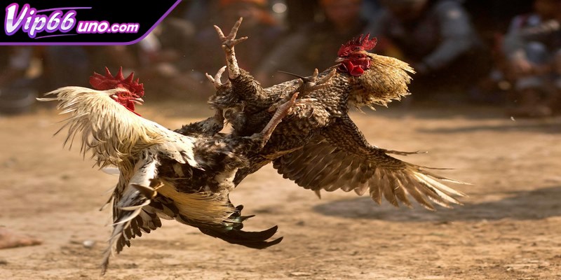 Kinh nghiệm chơi đá gà Thomo giúp thắng cược