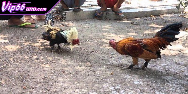 Khám phá nghệ thuật đá gà tre truyền thống lâu đời của người Việt