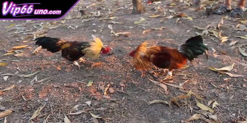 Kỹ thuật nuôi dưỡng trong chọi gà tre