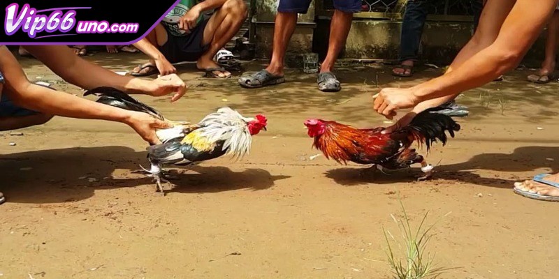 Giá trị văn hóa và tinh thần bộ môn chọi gà tre